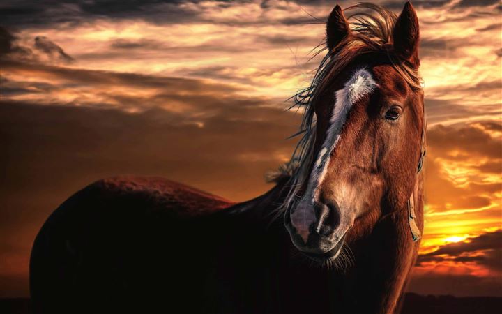 600+] Horse Wallpapers | Wallpapers.com