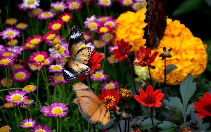Butterfly And Colorful Flowers All Mac wallpaper