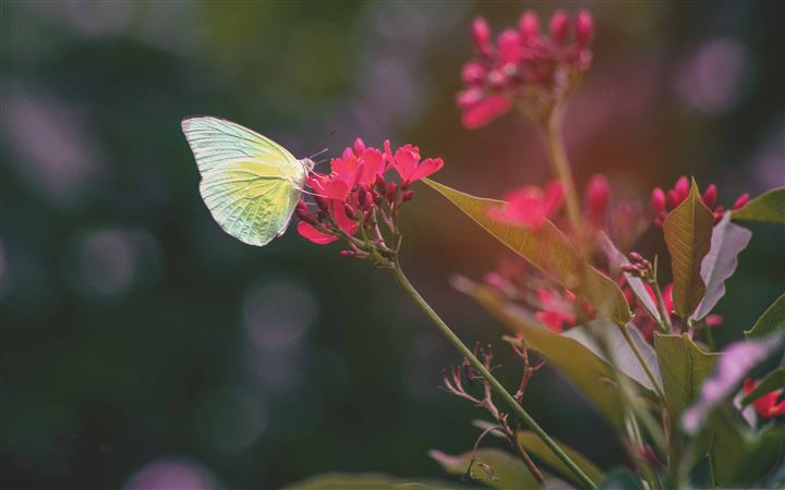 Butterfly And Flower All Mac wallpaper