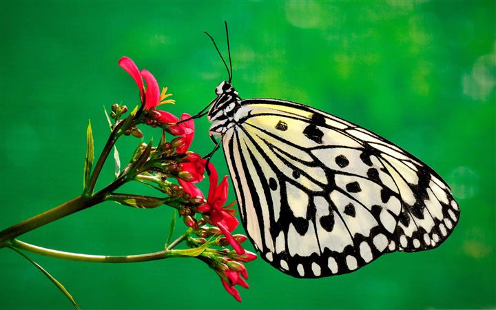 Butterfly Nature All Mac wallpaper