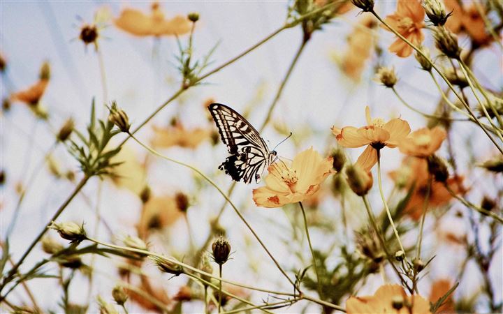 Butterfly On A Cosmos Flower All Mac wallpaper