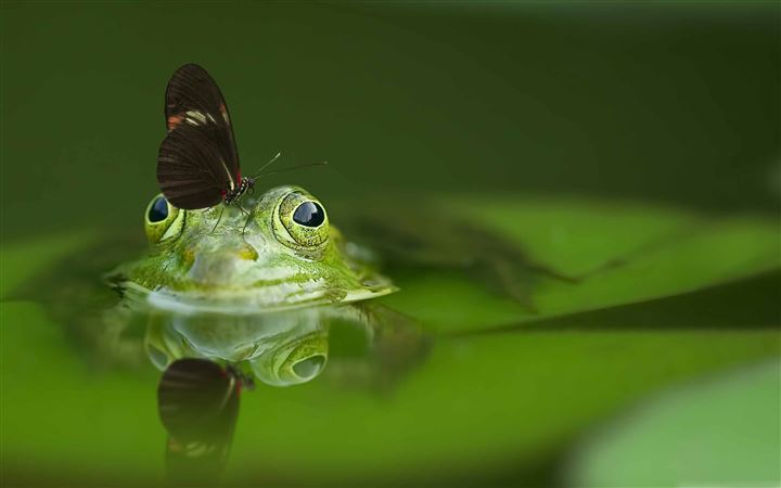Butterfly On A Frog All Mac wallpaper