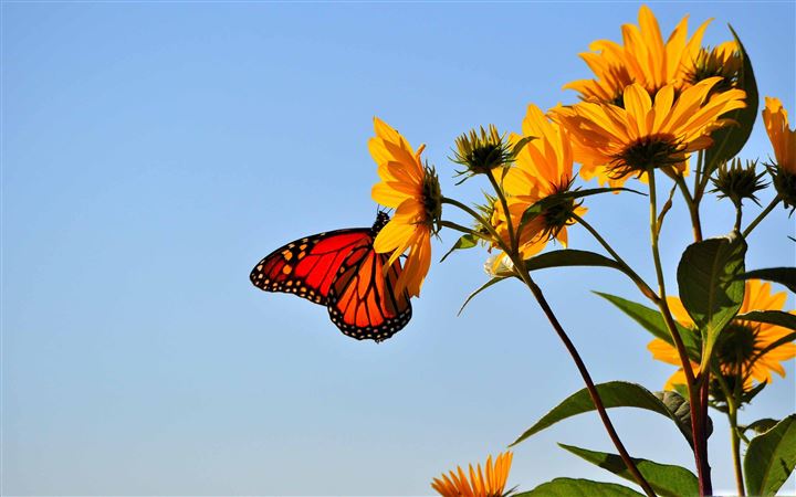 1000+ Best Butterfly Mac Wallpapers Free HD Download - AllMacWallpaper