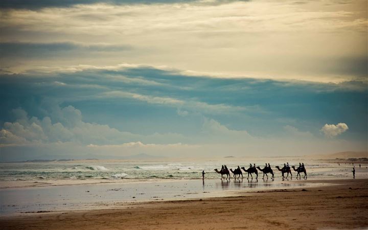 Camels On The Beach All Mac wallpaper
