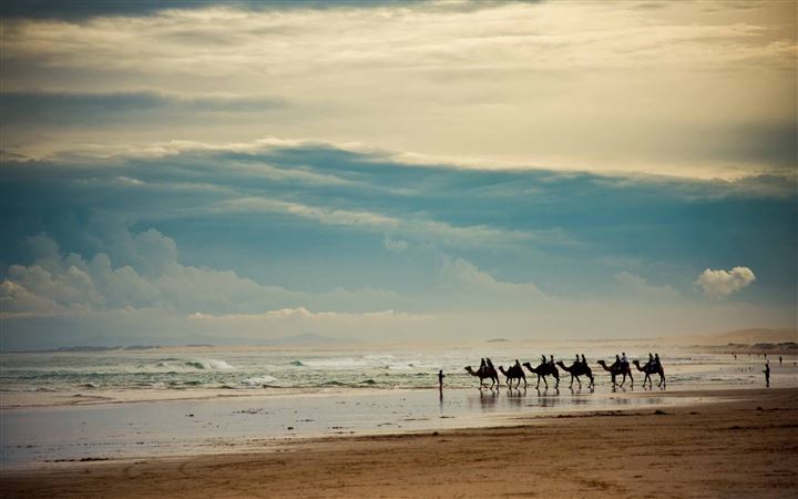 Camels On The Beach All Mac wallpaper