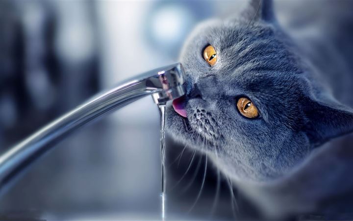Cat Drink Water All Mac wallpaper