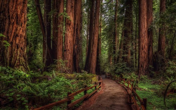 Cathedral Grove Rainforest All Mac wallpaper