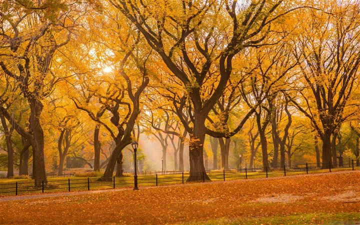 Central Park Fall Foliage All Mac wallpaper