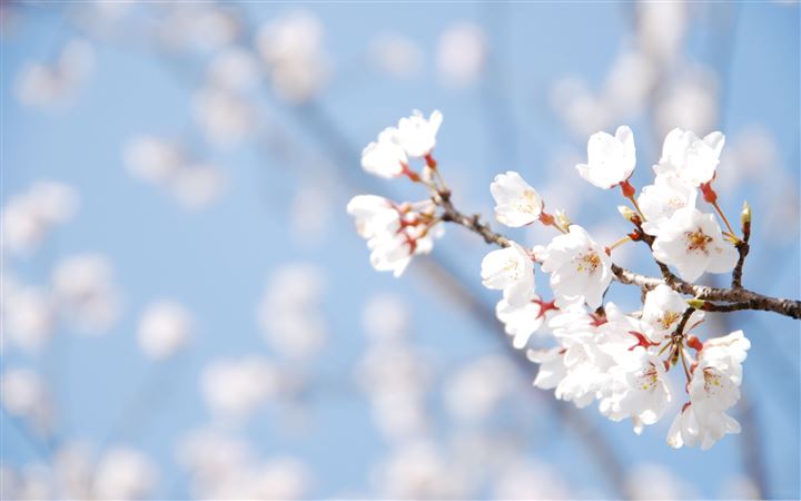 Cherry Blossom And Blue Sky All Mac wallpaper