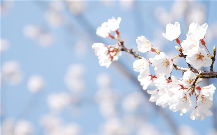 Cherry Blossom And Blue Sky All Mac wallpaper