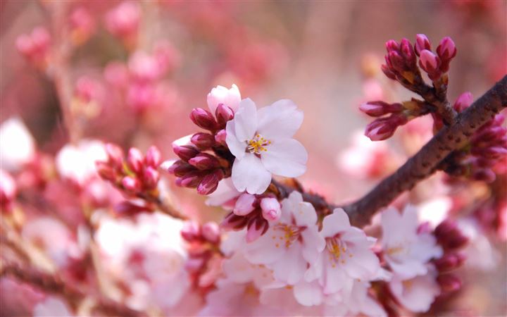Cherry Blossom Buds All Mac wallpaper