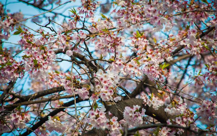 Cherry Blossom Seoul All Mac wallpaper