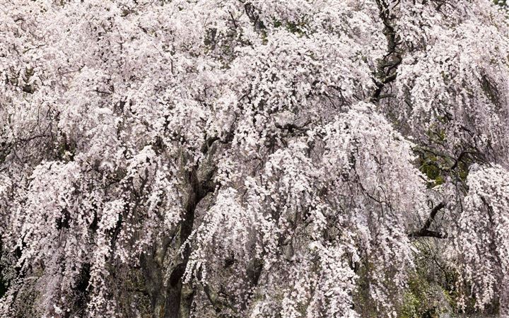 Cherry Blossom Tree Japan All Mac wallpaper