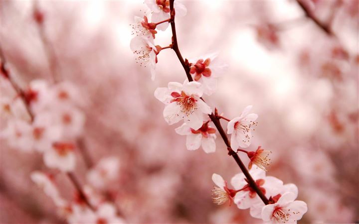 Cherry Blossom All Mac wallpaper