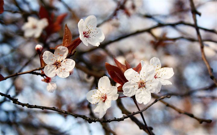 Cherry Plum Flowers Spring All Mac wallpaper