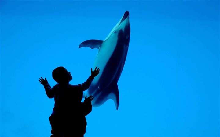 Children And A Dolphin All Mac wallpaper