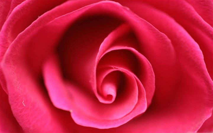 Close Up Pink Rose MacBook Air wallpaper