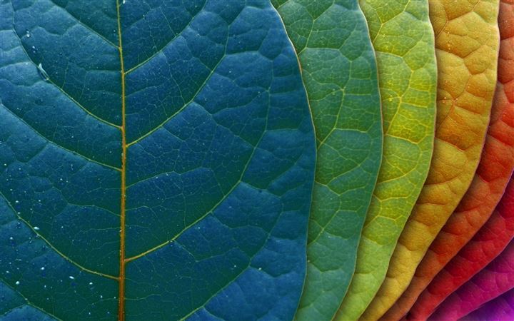 Colorful leaves All Mac wallpaper