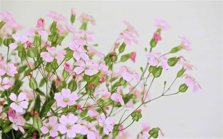 Cute Pink Flowers All Mac wallpaper