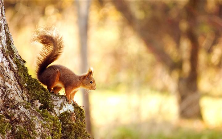 Cute Squirrel All Mac wallpaper