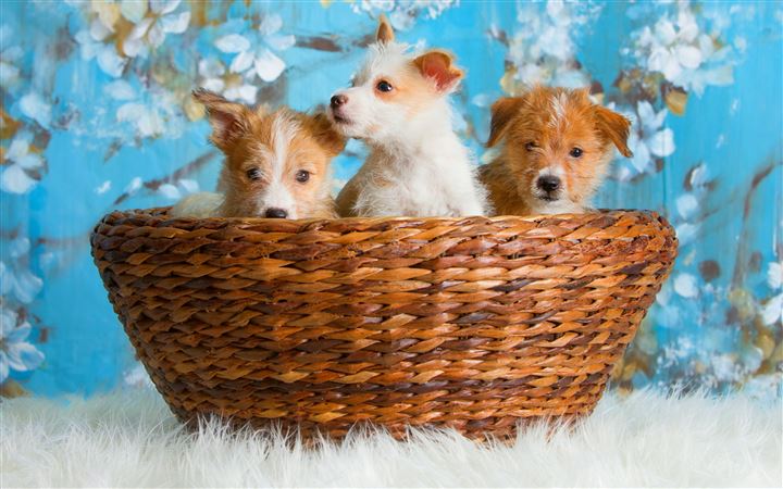 Cute dogs MacBook Air wallpaper