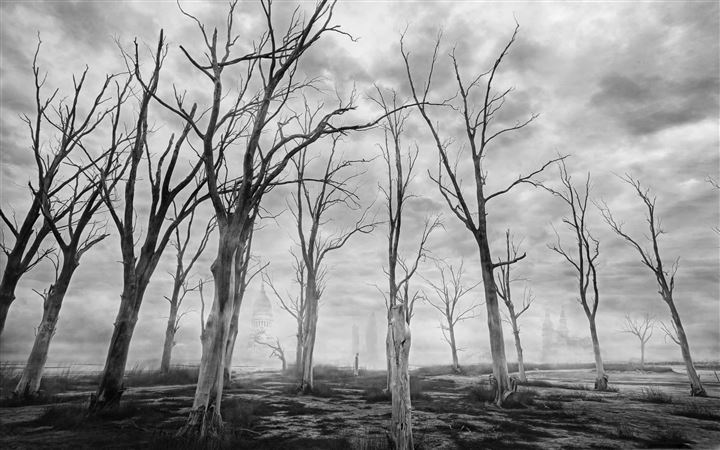 Dead Trees Black And White All Mac wallpaper