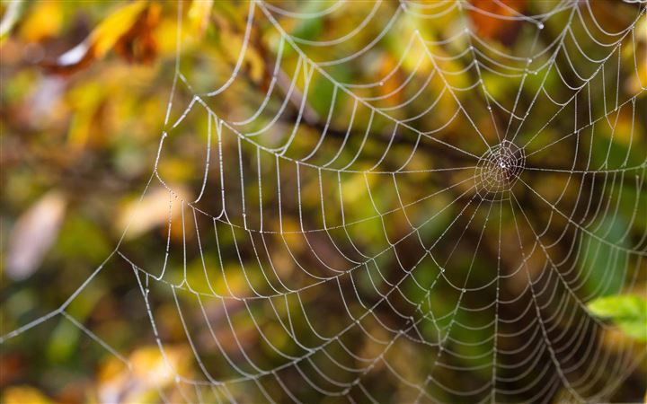 Delicate Spider Web All Mac wallpaper