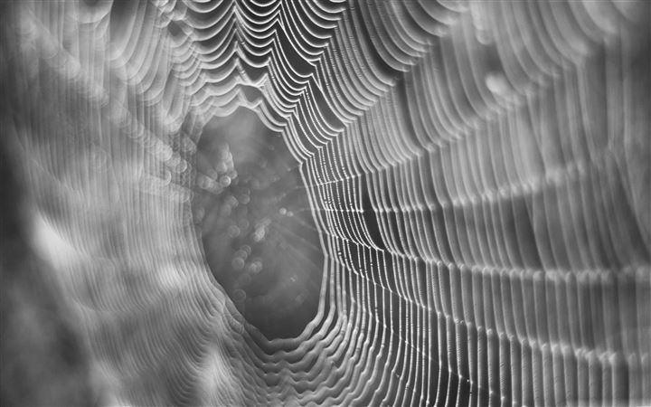 Dew On Spider Web Macro All Mac wallpaper
