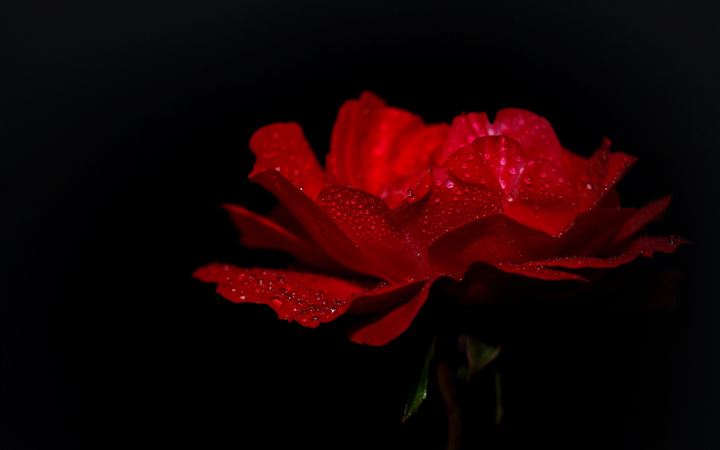 Dewdrops On A Red Rose All Mac wallpaper