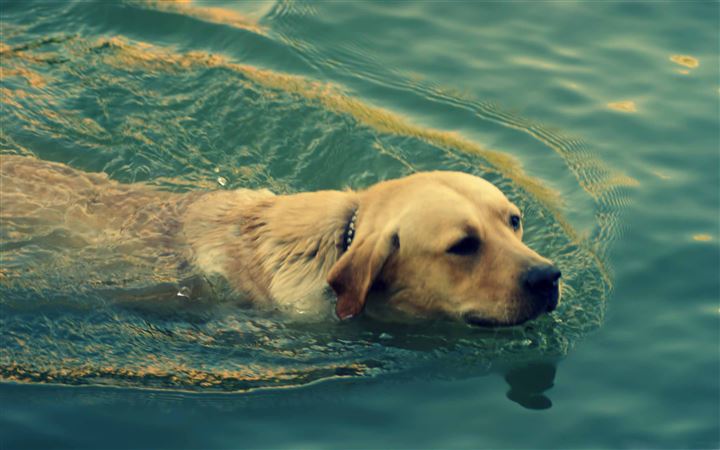 Dog Swimming All Mac wallpaper