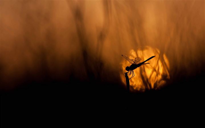 Dragonfly At Sunset All Mac wallpaper