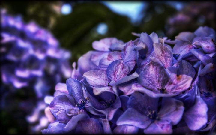 Dreamy Purple Flower All Mac wallpaper