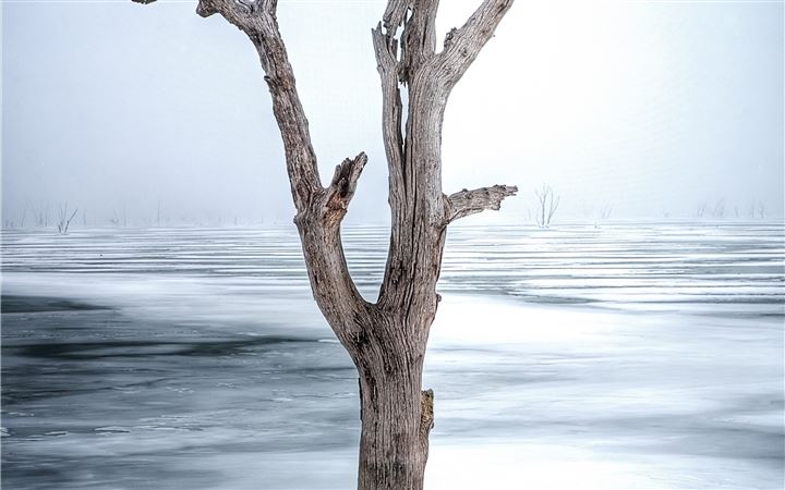 Dried and dead trees All Mac wallpaper