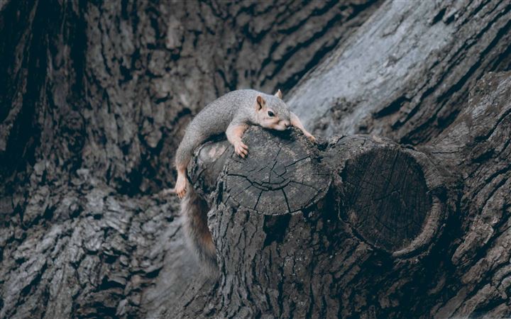 Exhausted Squirrel All Mac wallpaper