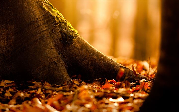 Fallen Leaves Covering The Ground All Mac wallpaper