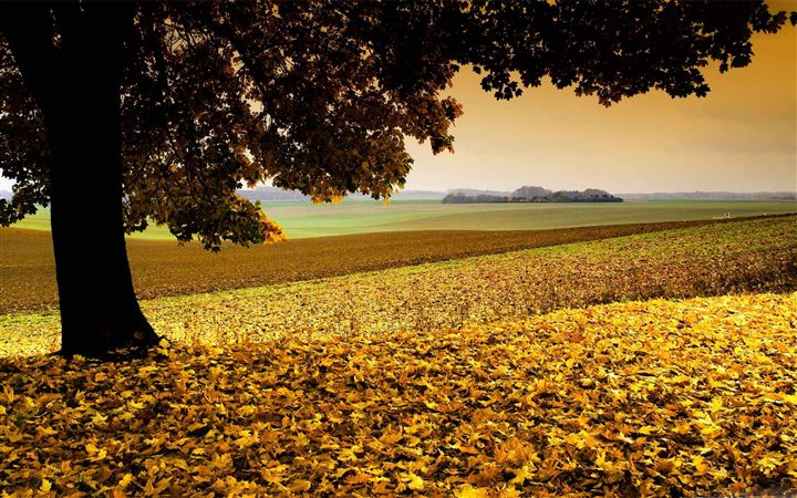 Field Covered In Yellow Leaves All Mac wallpaper