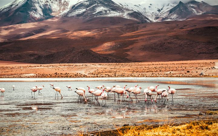 Flamingo Lake of Bolivia All Mac wallpaper