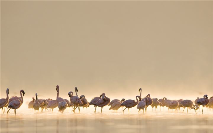 Flamingos MacBook Air wallpaper