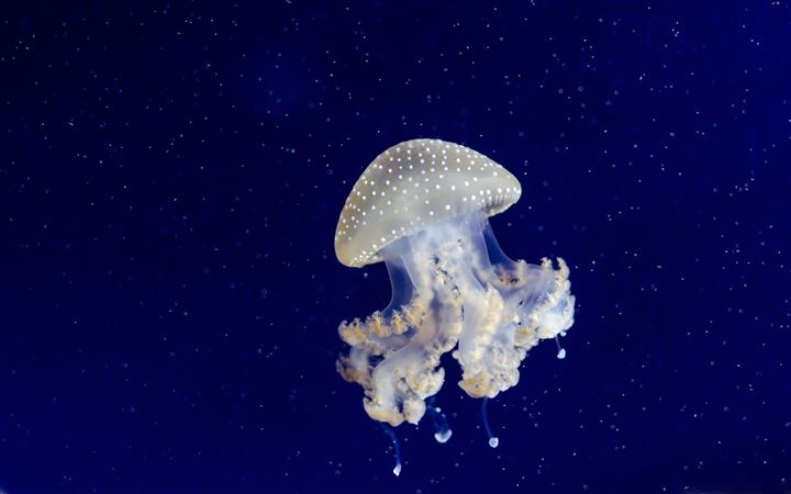 Floating Bell Jellyfish All Mac wallpaper