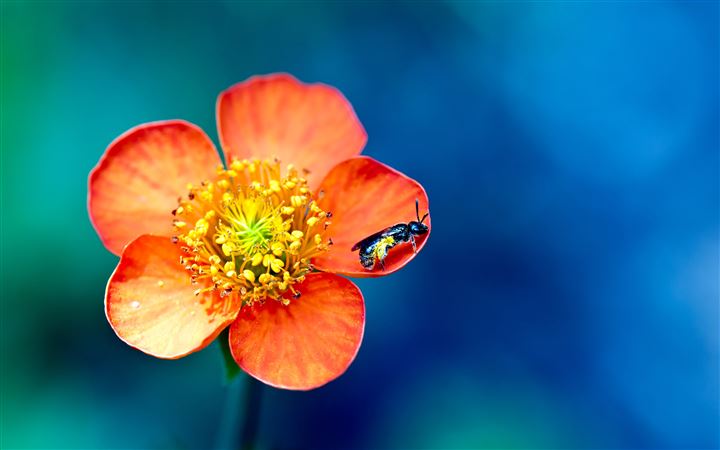 Flower and bee All Mac wallpaper