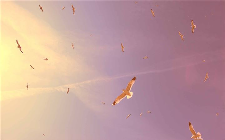 Flying Seagulls MacBook Air wallpaper