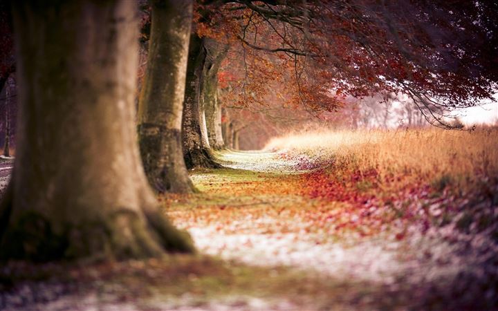 Forest Trees Path Fallen Leaves Autumn All Mac wallpaper
