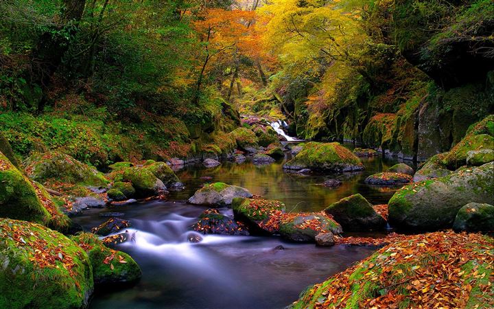 Forest creek autumn MacBook Air wallpaper