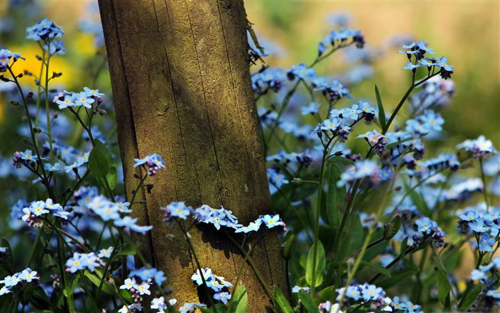 Forget Me Not Flowers All Mac wallpaper