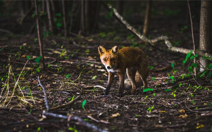 Fox in a spring forest All Mac wallpaper