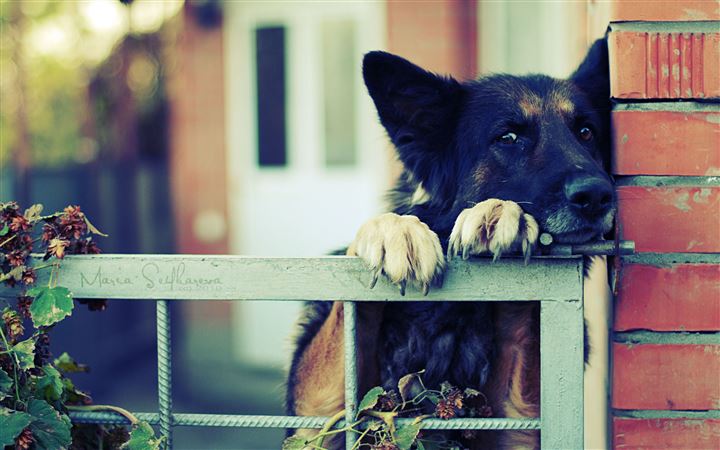 German Shephre Over The Fence All Mac wallpaper
