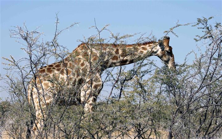Giraffe Eating From A Tree All Mac wallpaper