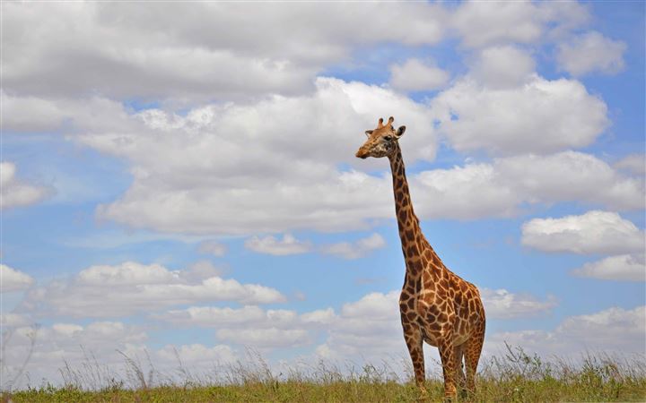Giraffe In Nairobi Park MacBook Air wallpaper