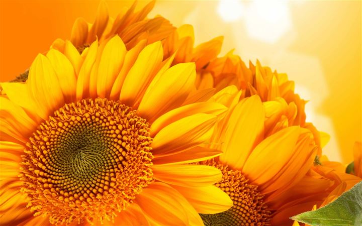 Golden Sunflowers MacBook Air wallpaper