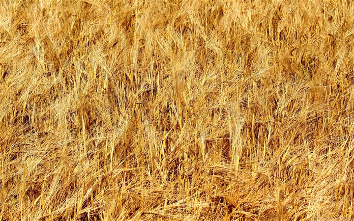 Golden Wheat Field All Mac wallpaper